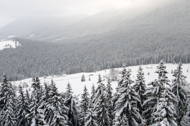 Paisagem aérea nebulosa com pinheiros verdes cobertos com neve fresca caída após uma forte nevasca na floresta de montanha de inverno na noite fria e tranquila.