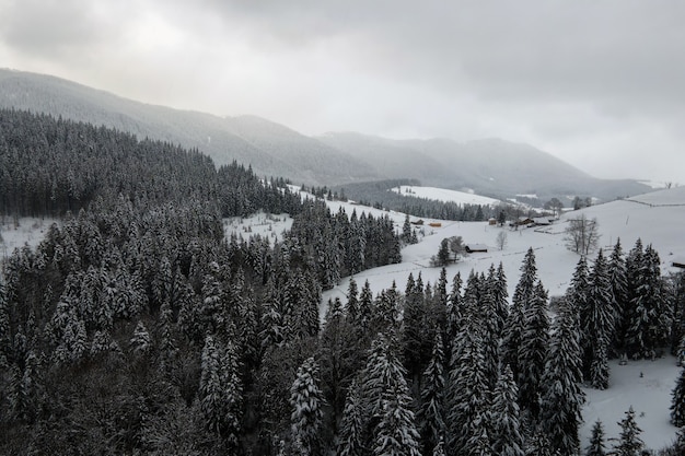 Paisagem aérea nebulosa com pinheiros verdes cobertos com neve fresca caída após uma forte queda de neve na floresta de montanha de inverno na noite fria e tranquila.