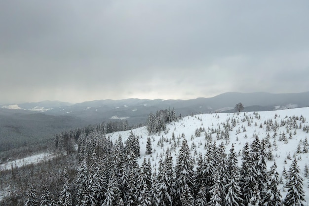 Paisagem aérea nebulosa com pinheiros verdes cobertos com neve fresca caída após uma forte queda de neve na floresta de montanha de inverno, na noite fria e tranquila.