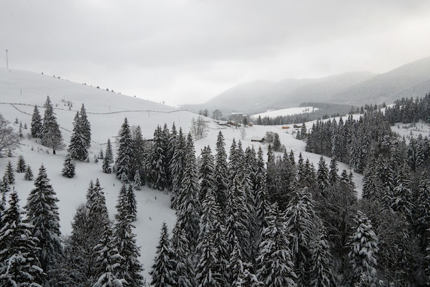 Paisagem aérea nebulosa com pinheiros verdes cobertos de neve fresca caída após forte nevasca na floresta de montanha de inverno na noite fria e tranquila