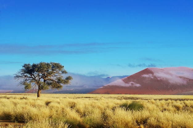 Paisagem africana, belas dunas do sol e natureza do deserto do namibe, sossusvlei, namíbia, áfrica do sul