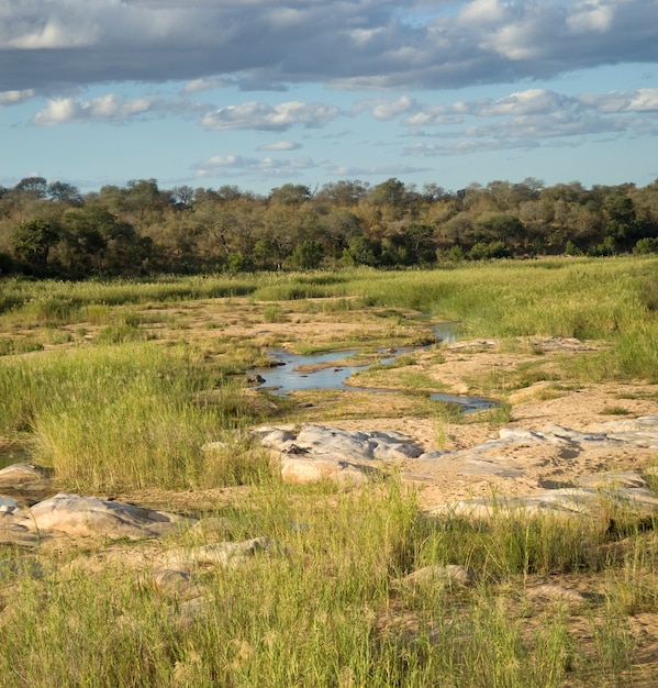 Paisagem africana de manhã