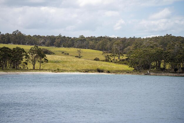 paisagem agrícola australiana na primavera com Angus e Murray vacas cinzentas crescendo gado de carne