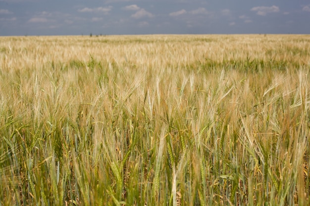 Paisagem agrícola incrível das orelhas do campo de trigo dourado