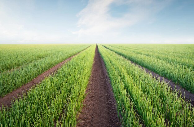 Paisagem agrícola no horário de verão