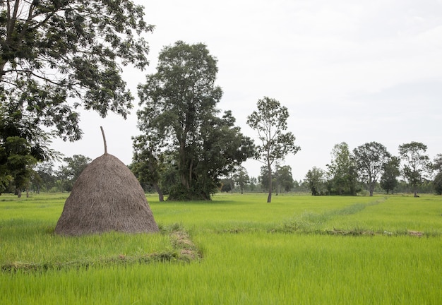 Paisagem agricultura vida na tailândia rural