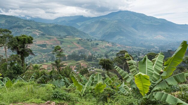 Foto paisagem agroflorestal exuberante