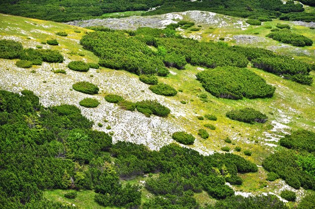 Paisagem alpina com zimbros