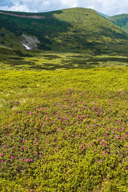 Paisagem alpina do prado no verão