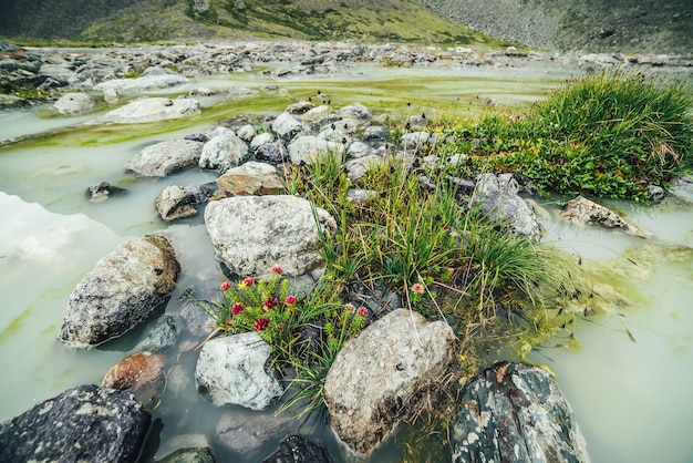 Paisagem alpina vívida com lindas flores cor de rosa de rhodiola algida e gramíneas verdes entre pedras no lago de montanha alagado. Cenário montanhoso brilhante com flora selvagem das terras altas no lago pantanoso.
