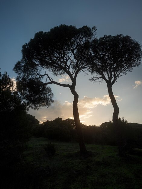 Foto paisagem ao nascer do sol em uma floresta de pinheiros