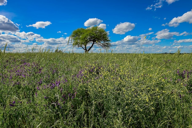 Paisagem arbórea na província de Pampas Patagópnia Argentina