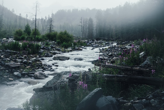 Paisagem atmosférica chuvosa com flores cor de rosa no fundo do poderoso rio da montanha sob chuva forte. corredeiras turbulentas na chuva. riacho da montanha na floresta escura no aguaceiro. rio de montanha na chuva.