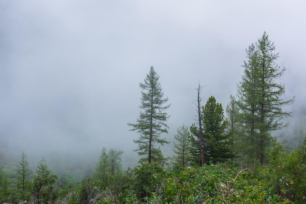 Paisagem atmosférica da floresta com árvores coníferas em nuvens baixas em tempo chuvoso Névoa densa e sombria na floresta escura sob céu nublado cinza na chuva Cenário misterioso com floresta de coníferas na névoa espessa