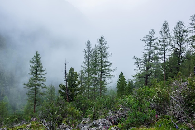 Paisagem atmosférica da floresta com árvores coníferas em nuvens baixas em tempo chuvoso Névoa densa e sombria na floresta escura sob céu nublado cinza na chuva Cenário misterioso com floresta de coníferas na névoa espessa