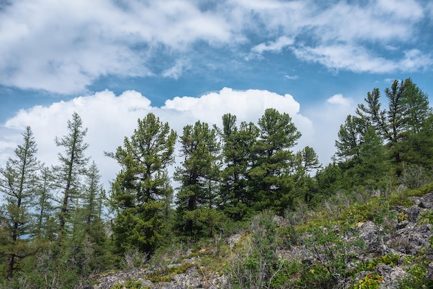 Paisagem atmosférica da floresta montanhosa com árvores coníferas à luz do sol na colina pedregosa sob o céu nublado azul em clima mutável Cenário dramático da montanha com floresta conífera sob grande nuvem