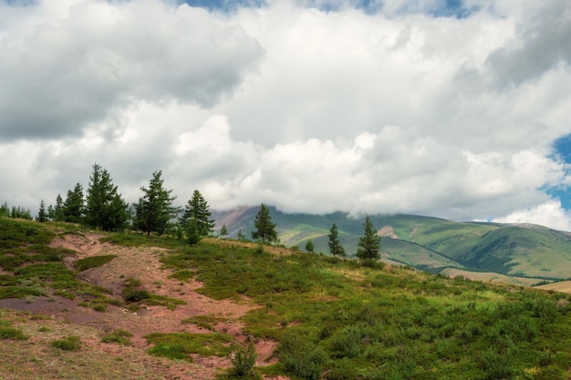 Paisagem atmosférica da floresta verde. Cenário panorâmico minimalista com floresta de coníferas de borda e rochas em névoa leve. Floresta alpina da montanha.