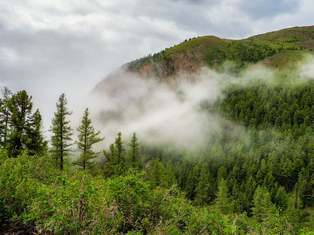 Paisagem atmosférica da floresta verde com abetos nas montanhas. Cenário minimalista com floresta de coníferas de borda em névoa leve. Paisagem alpina tranquila no início da manhã.