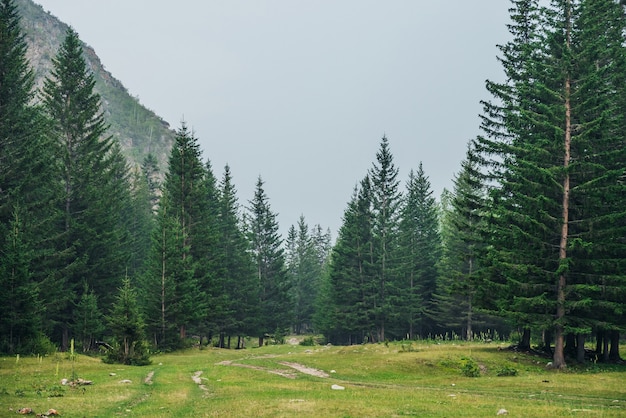 Paisagem atmosférica da floresta verde com abetos nas montanhas.