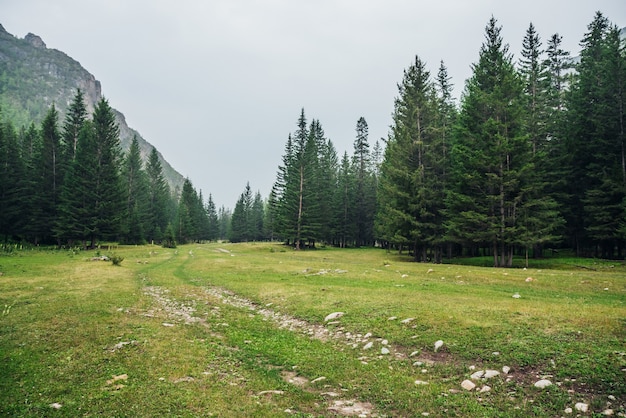 Paisagem atmosférica da floresta verde com estrada de terra entre abetos nas montanhas.