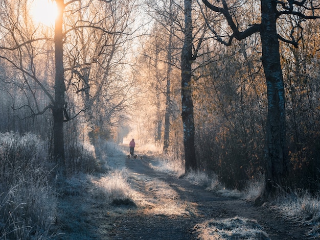 Paisagem atmosférica de inverno com caminho de nevoeiro ensolarado