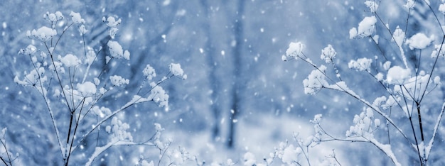 Paisagem atmosférica de inverno com plantas nevadas na floresta em um fundo desfocado durante a queda de neve