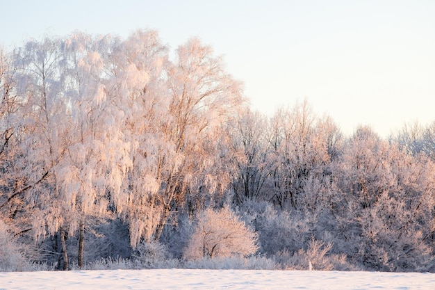 Paisagem atmosférica de inverno com plantas secas cobertas de gelo durante a queda de neve Fundo de Natal de inverno