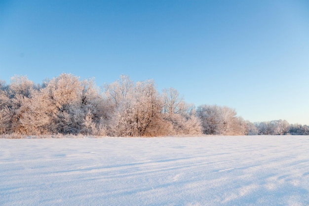 Paisagem atmosférica de inverno com plantas secas cobertas de gelo durante a queda de neve Fundo de Natal de inverno