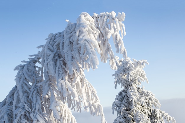 Paisagem bonita do inverno com árvores cobertos de neve.