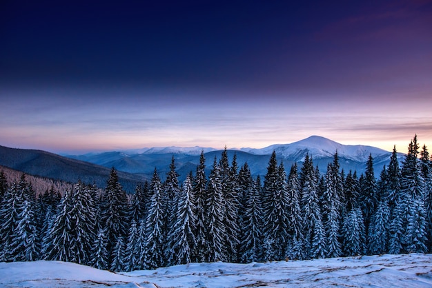 Paisagem bonita do inverno com árvores cobertos de neve.