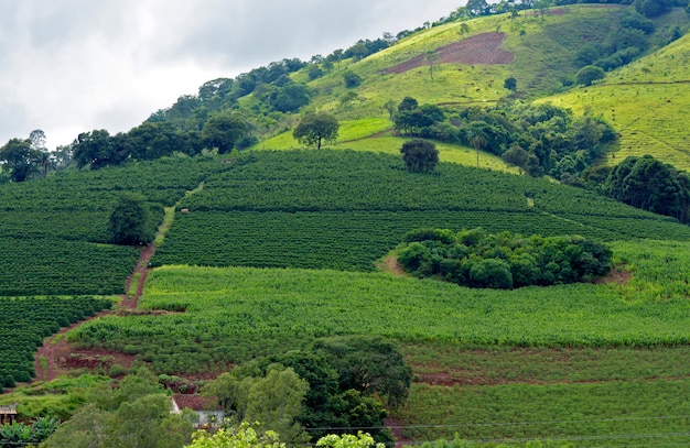 Paisagem bucólica com plantação de café, mandioca e milho no morro. Minas Gerais, Brasil