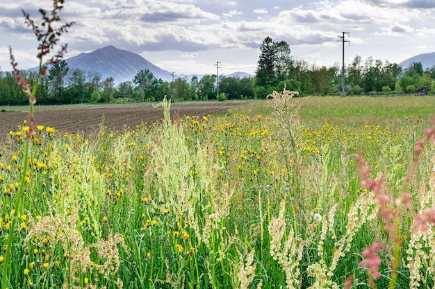 Paisagem campestre com prado florido na primavera