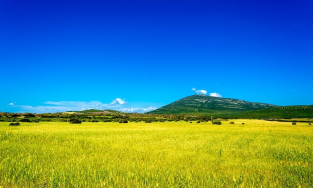 Paisagem campestre em um dia ensolarado