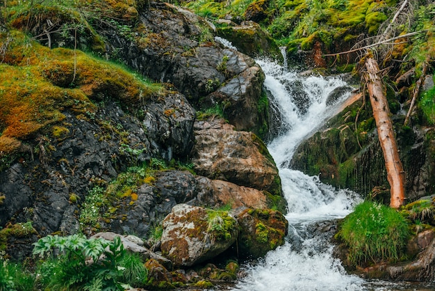 Paisagem cênica com bela cachoeira na floresta entre vegetação rica. cenário arborizado atmosférico com tronco de árvore caído no riacho de montanha. água de nascente entre plantas selvagens e musgos nas rochas.