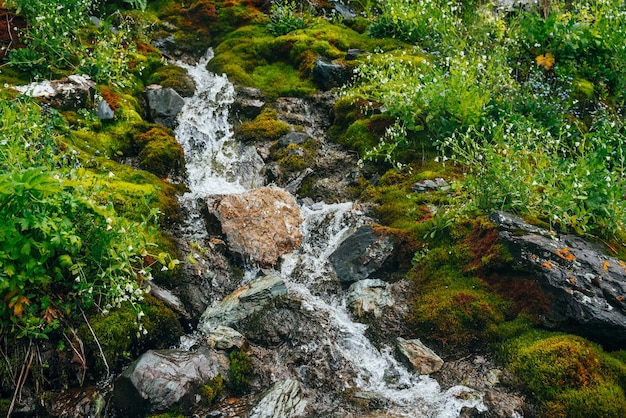 Paisagem cênica com fluxo de água cristalina entre musgo espesso e vegetação exuberante