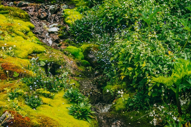 Foto paisagem cênica com fluxo de água de nascente clara entre musgo espesso e vegetação exuberante. riacho de montanha na encosta musgosa com hortaliças frescas e muitas flores pequenas. cenário colorido com rica flora alpina.