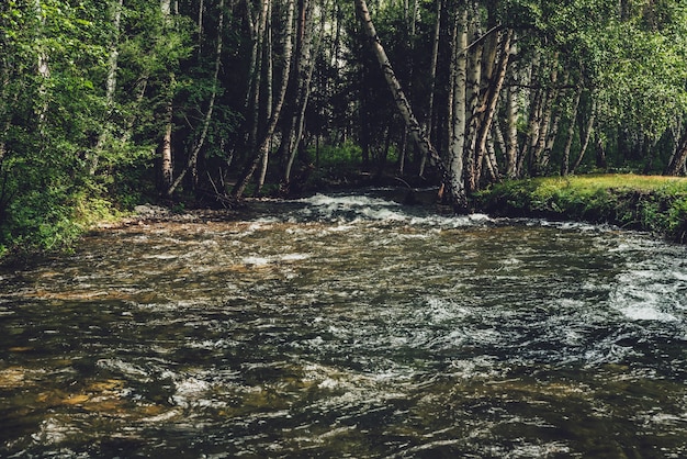 Foto paisagem cênica com pequeno rio em bosque de bétulas em tons vintage. cenário de floresta atmosférica com rio de montanha verde com água transparente e fundo pedregoso. água cristalina em um lindo riacho na montanha