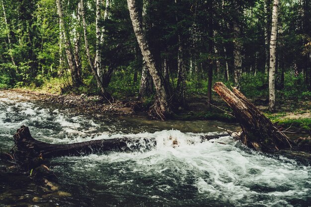 Foto paisagem cênica com pequeno rio em bosque de bétulas em tons vintage.