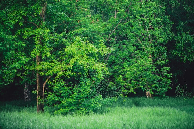 Paisagem cênica da floresta do verde vívido. A parede bonita da vegetação das árvores deixa na borda da floresta. Contrastes surpreendentes de madeiras. Cenário pitoresco da floresta.