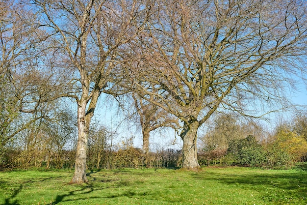 Paisagem cênica de árvores crescendo em uma floresta remota não cultivada na Noruega com espaço de cópia Bosques verdes exuberantes e cobertos de vegetação em um ambiente calmo e tranquilo Descobrindo a paz na mãe natureza