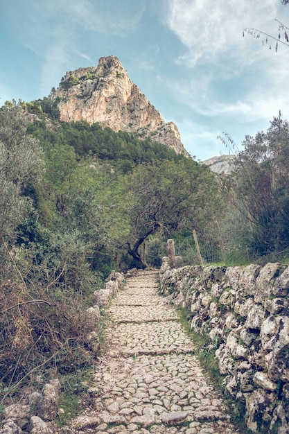 Paisagem cênica de caminho de pedra estreito e vazio, cercado por árvores verdes exuberantes que crescem na floresta perto de uma enorme montanha rochosa em Maiorca