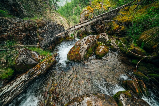 Foto paisagem cênico à flora bonita selvagem no rio pequeno nas madeiras na montanha. troncos de árvores caídos musgosos e pedregulhos com musgos na água clara da nascente. cenário da floresta em cascata no riacho de montanha.