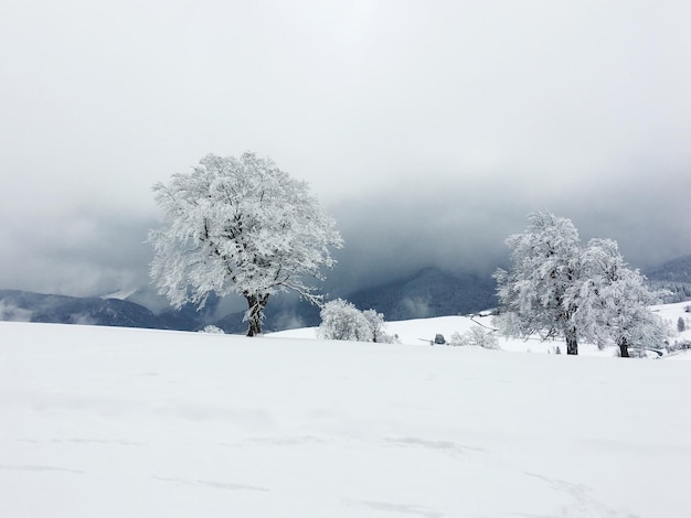 Paisagem coberta de neve