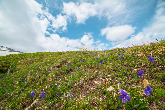 Paisagem colorida com flores de trollius laranja na colina gramada iluminada pelo sol em altas montanhas em clima mutável