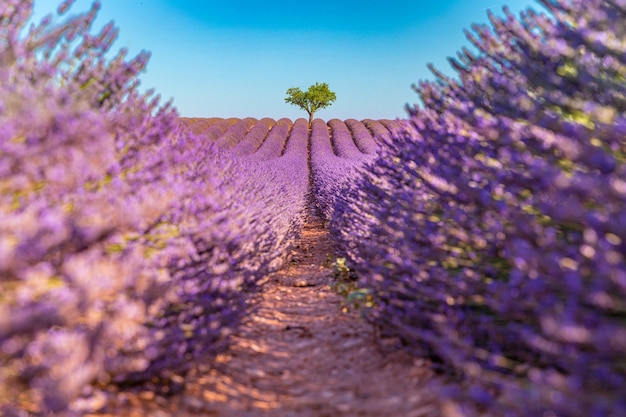 Paisagem colorida da natureza. Flores de lavanda de verão com árvore solitária na natureza panorâmica tranquila