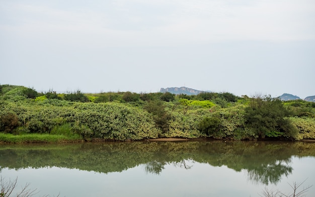 Paisagem com água do rio na floresta