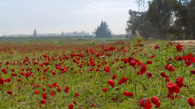 Foto paisagem com anêmonas de flores vermelhas