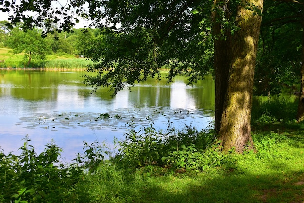 Paisagem com árvore de lago e gramado verde em um dia de verão ensolarado polônia poznan