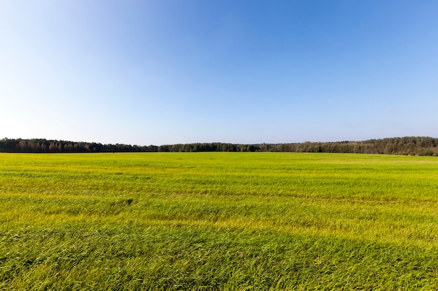 Foto paisagem com árvores e grama verde