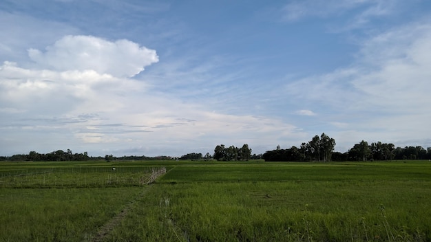 Paisagem com árvores e nuvens